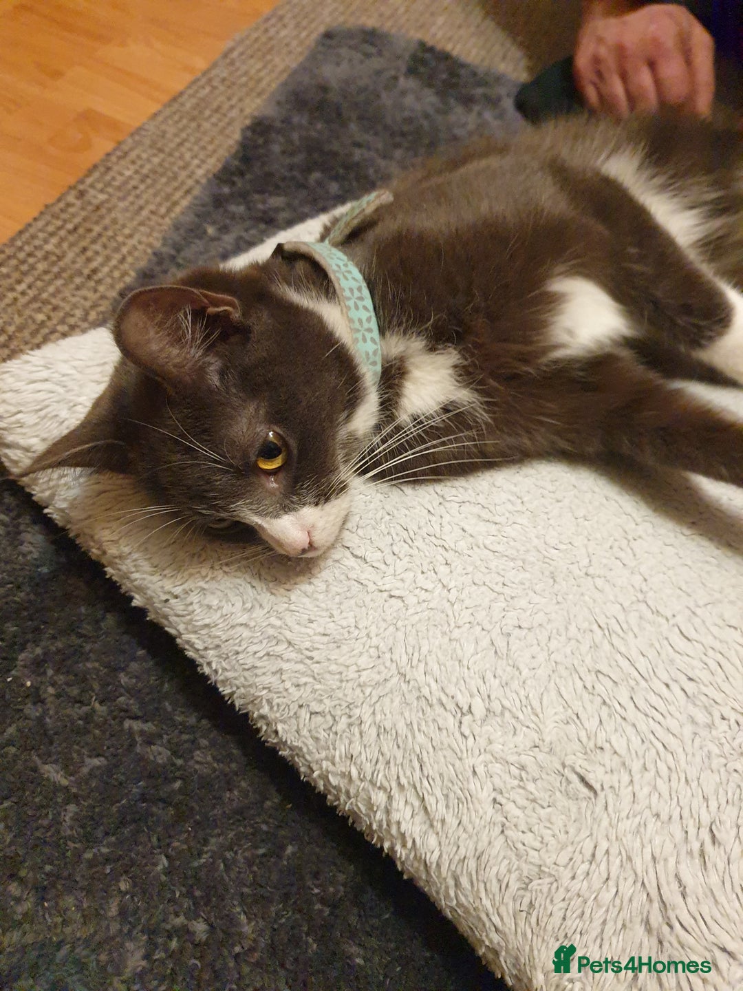 Mixed Breed cats for sale: playful lovely kitten grey torti cute girls boys - Image 25