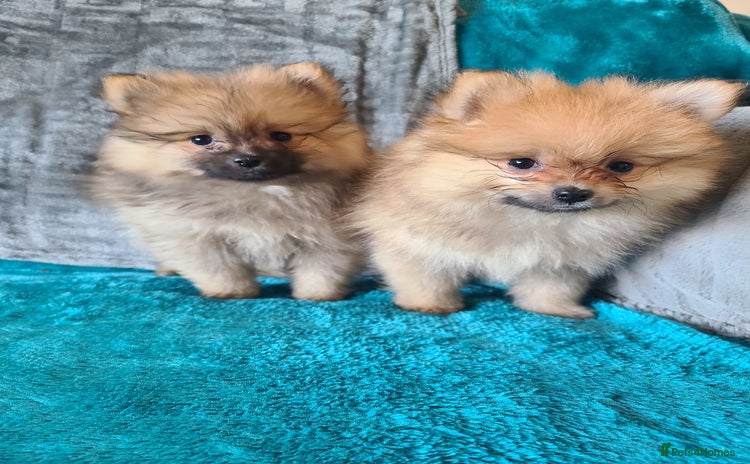 Pomeranian dogs Pomeranian puppies ready now 2 males  - Advert 8