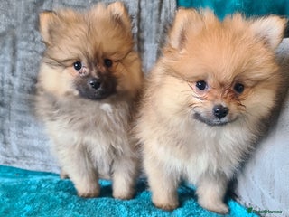 Pomeranian dogs Pomeranian puppies ready now 2 males - Advert 10