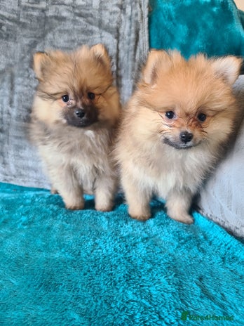 Pomeranian dogs Pomeranian puppies ready now 2 males - Advert 1