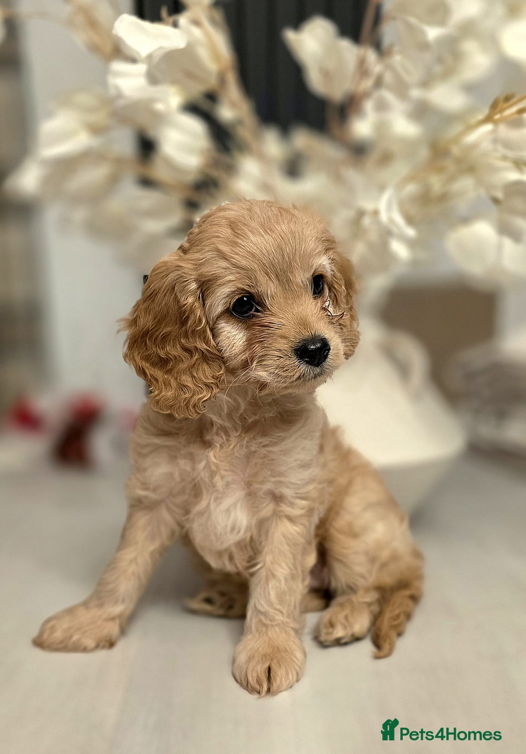 Cavapoo dogs for sale: F1 Cavapoo - Advert 20
