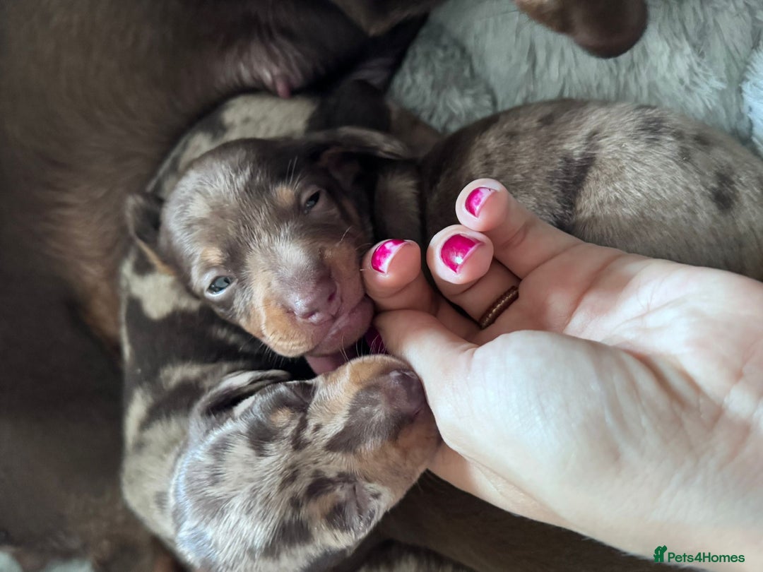Miniature Dachshund dogs for sale: Tiny chocolate and  dapple puppy’s  - Image 4