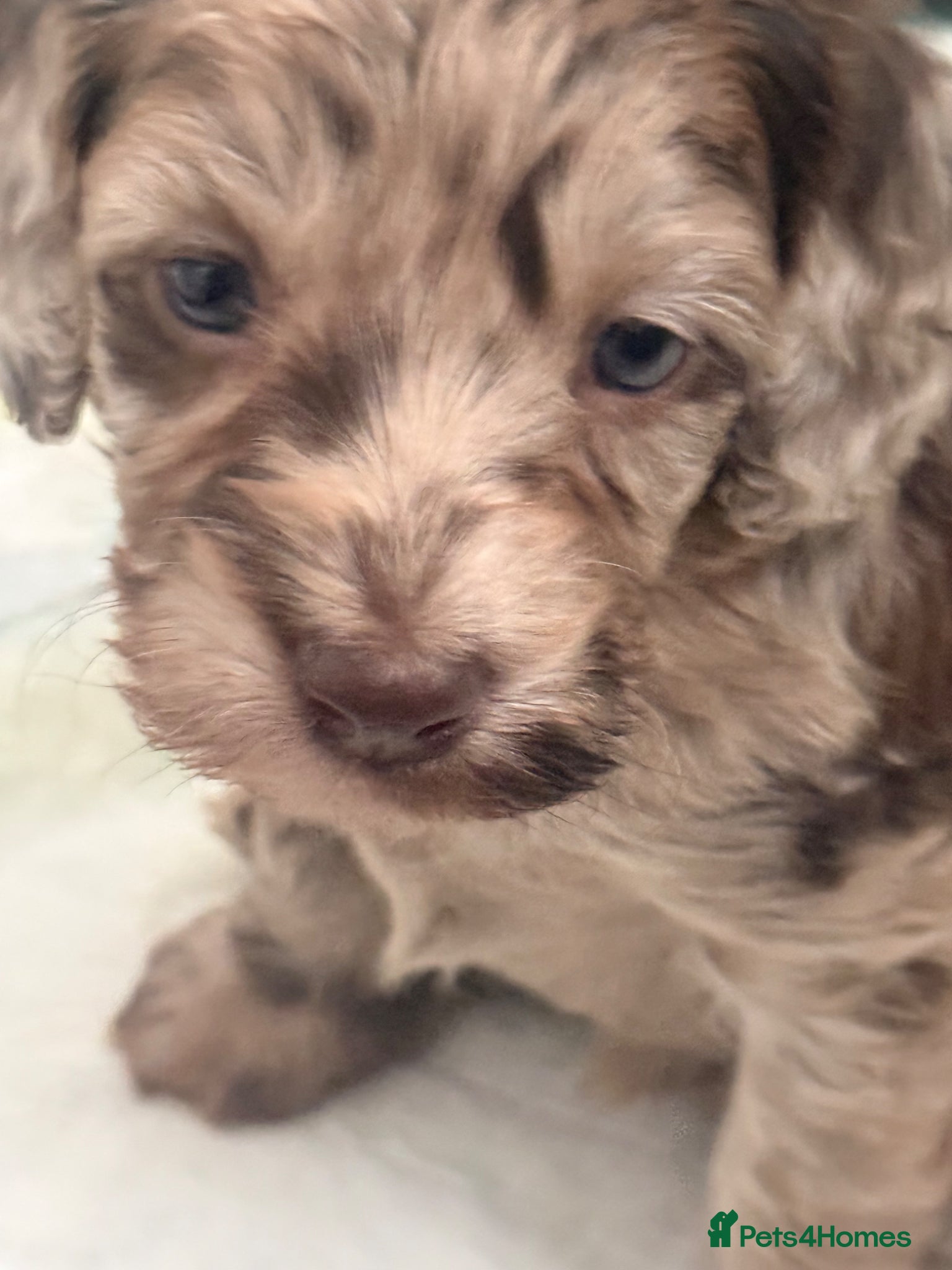 Mixed Breed dogs Gorgeous Multigen puppies - Advert 1