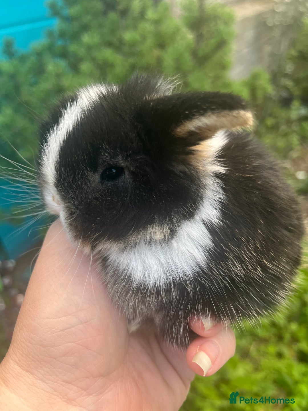 Mini Lop rabbits for sale: Four mini lop babies available, two litters - Image 2