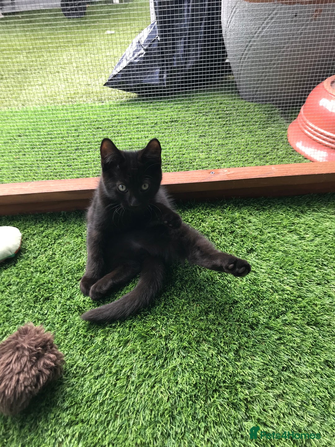 Mixed Breed cats for sale: 2 boys Available today 30/8/25 - Image 8