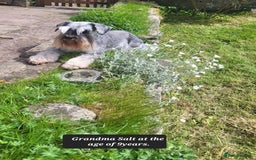 Miniature Schnauzer dogs for sale: Outstanding Miniature Schnauzer Puppies - Image 5