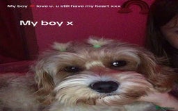 Mixed Breed dogs for sale: Cavapoochons  - Image 9