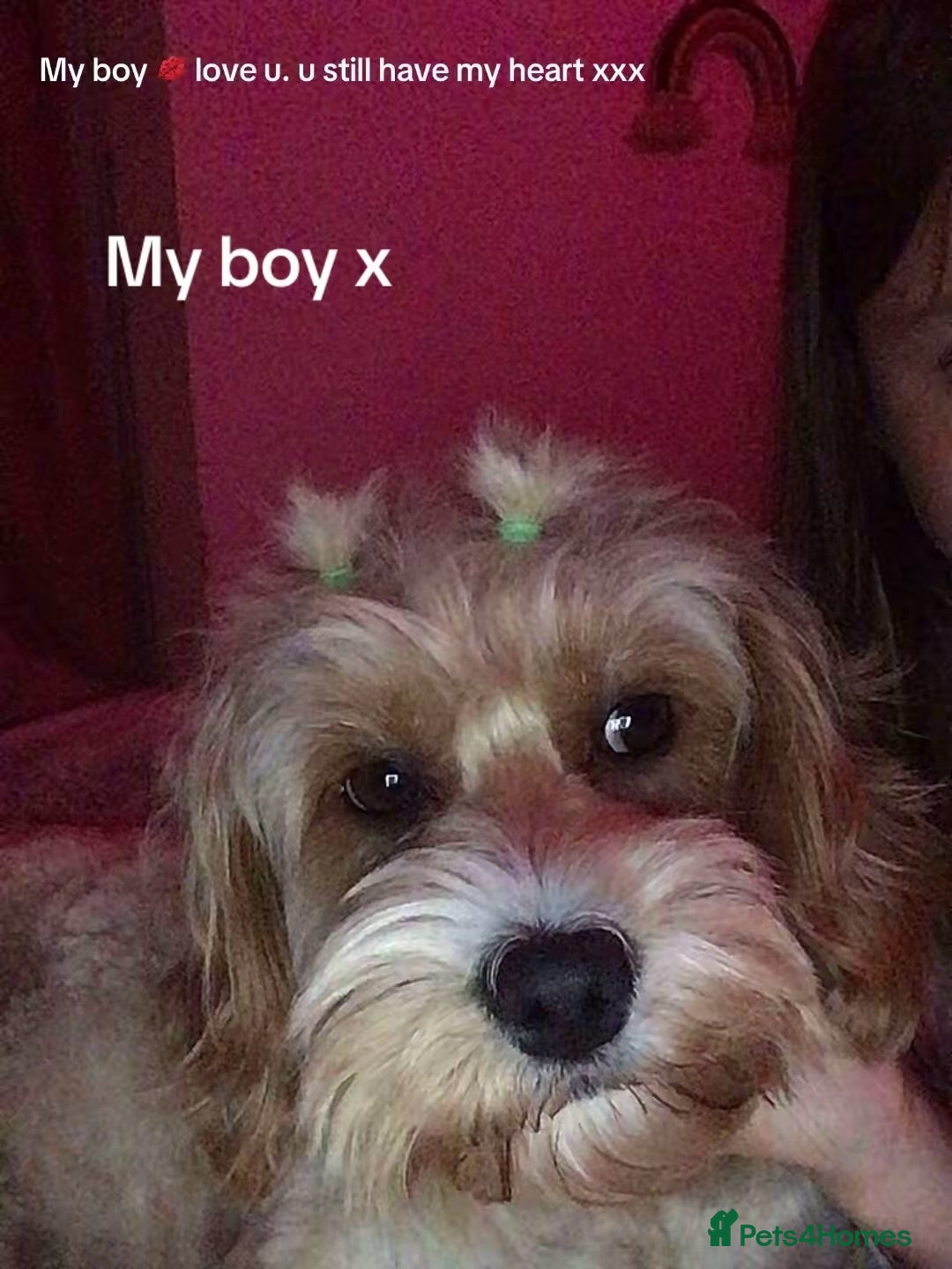 Mixed Breed dogs for sale: Cavapoochons  - Image 9