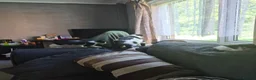 Mixed Breed cats for sale: Kittens for sale  in Newton Aycliffe - Advert 1