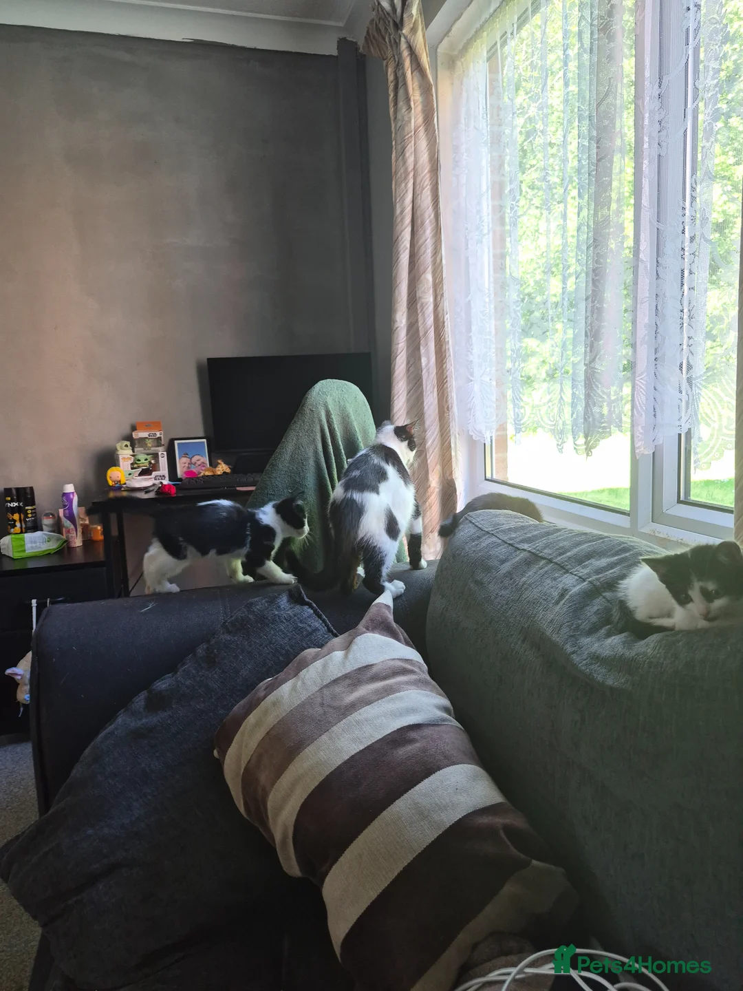 Mixed Breed cats for sale: Kittens for sale  in Newton Aycliffe - Advert 1