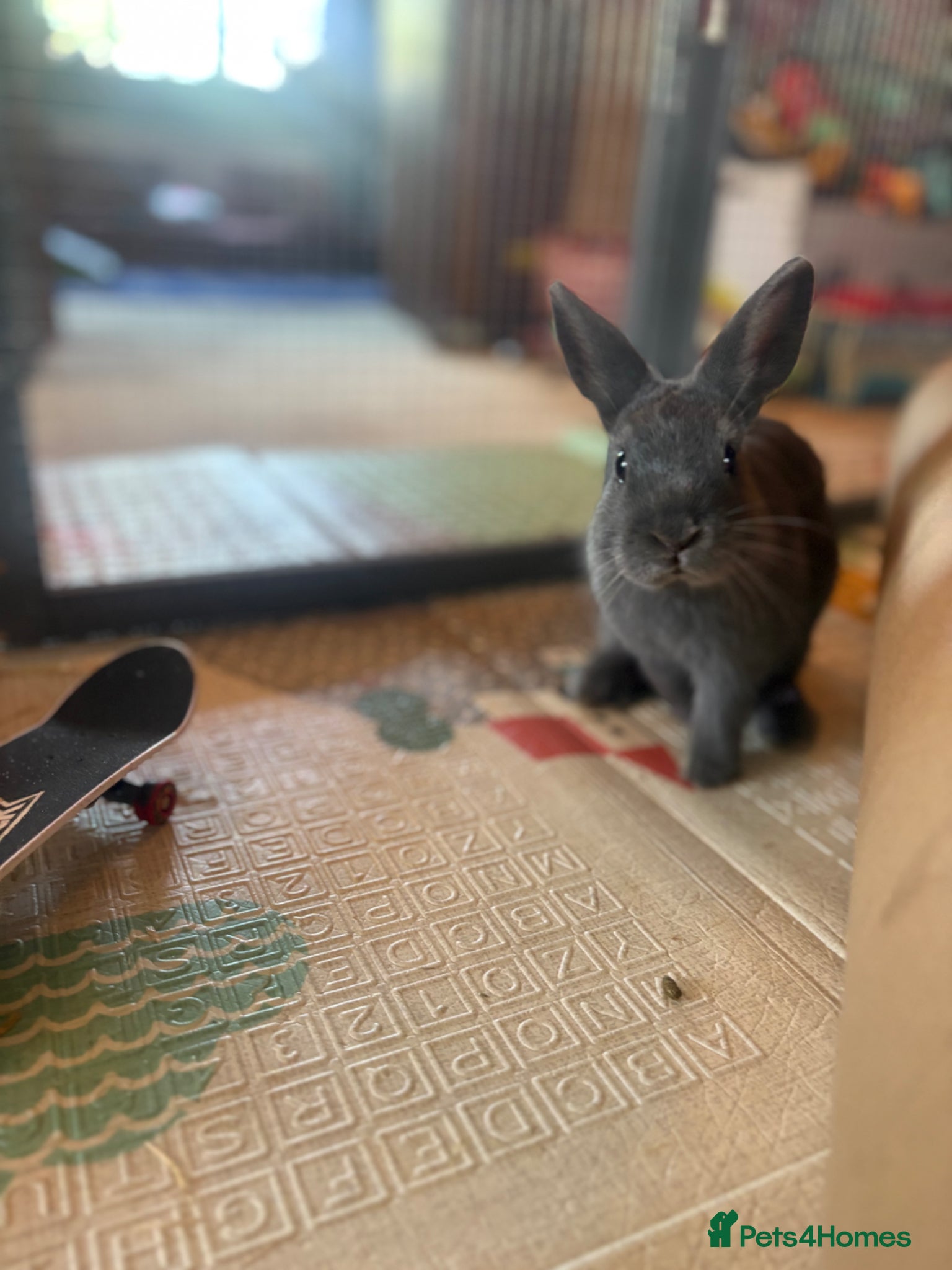 Netherland Dwarf rabbits   Blue Netherland Dwarf bunny - Advert 2