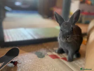 Netherland Dwarf rabbits Blue Netherland Dwarf bunny - Advert 2