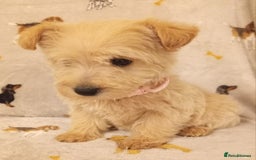 West Highland Terrier dogs for sale: Westiepoo puppies  - Image 7