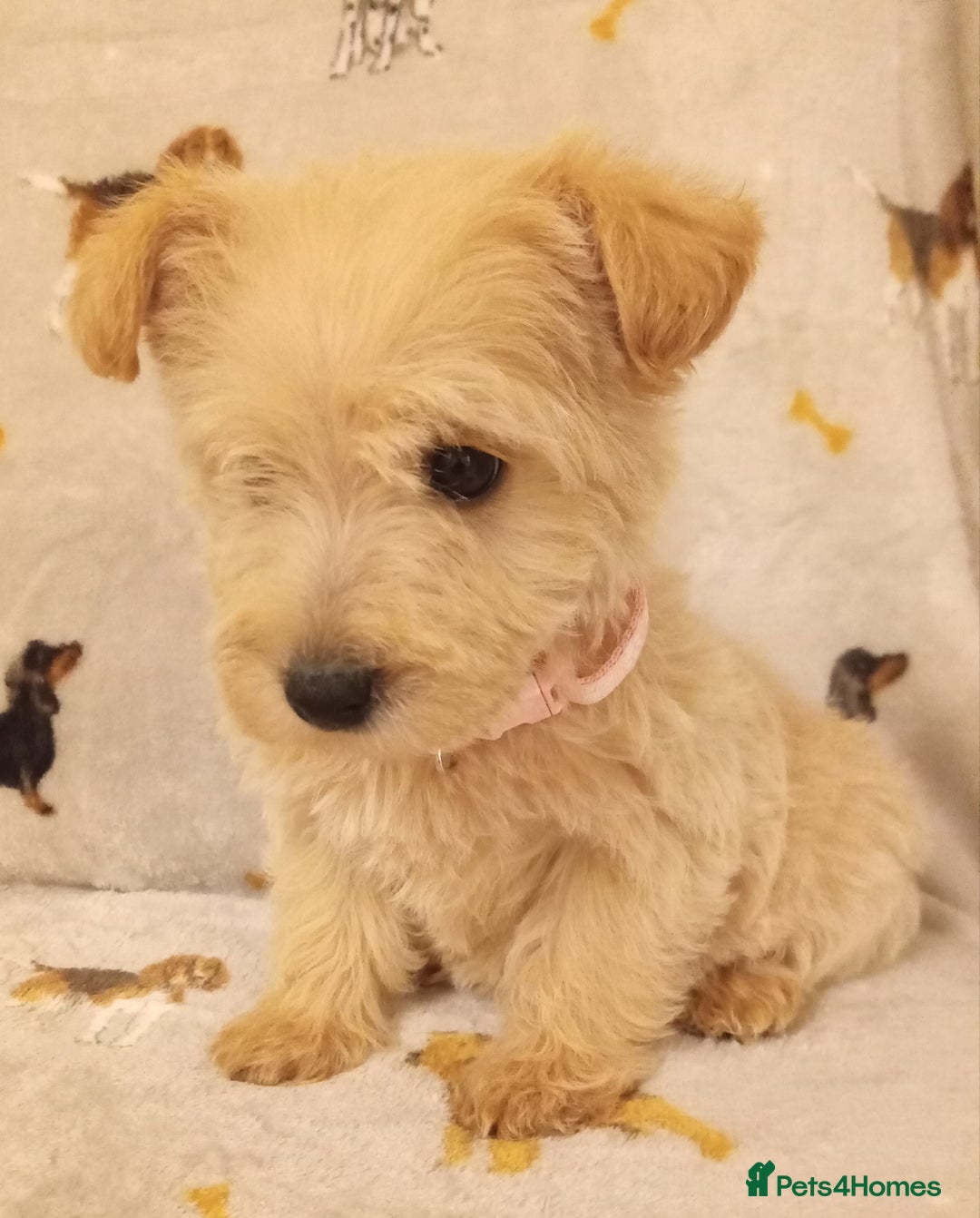 West Highland Terrier dogs for sale: Westiepoo puppies  - Image 7