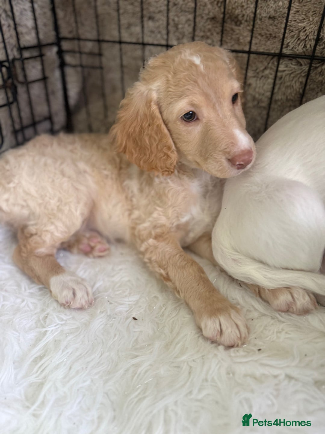 Cockapoo dogs for sale: F1b Cockapoo puppies - Advert 7