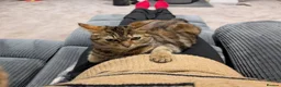 Mixed Breed cats for sale: 4x Beautiful kittens - Advert 6