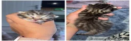Ragdoll cats for sale: Ragdoll mix breed  - Advert 9