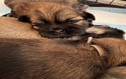 Shih Tzu dogs for sale: Shih tzus  - Image 21