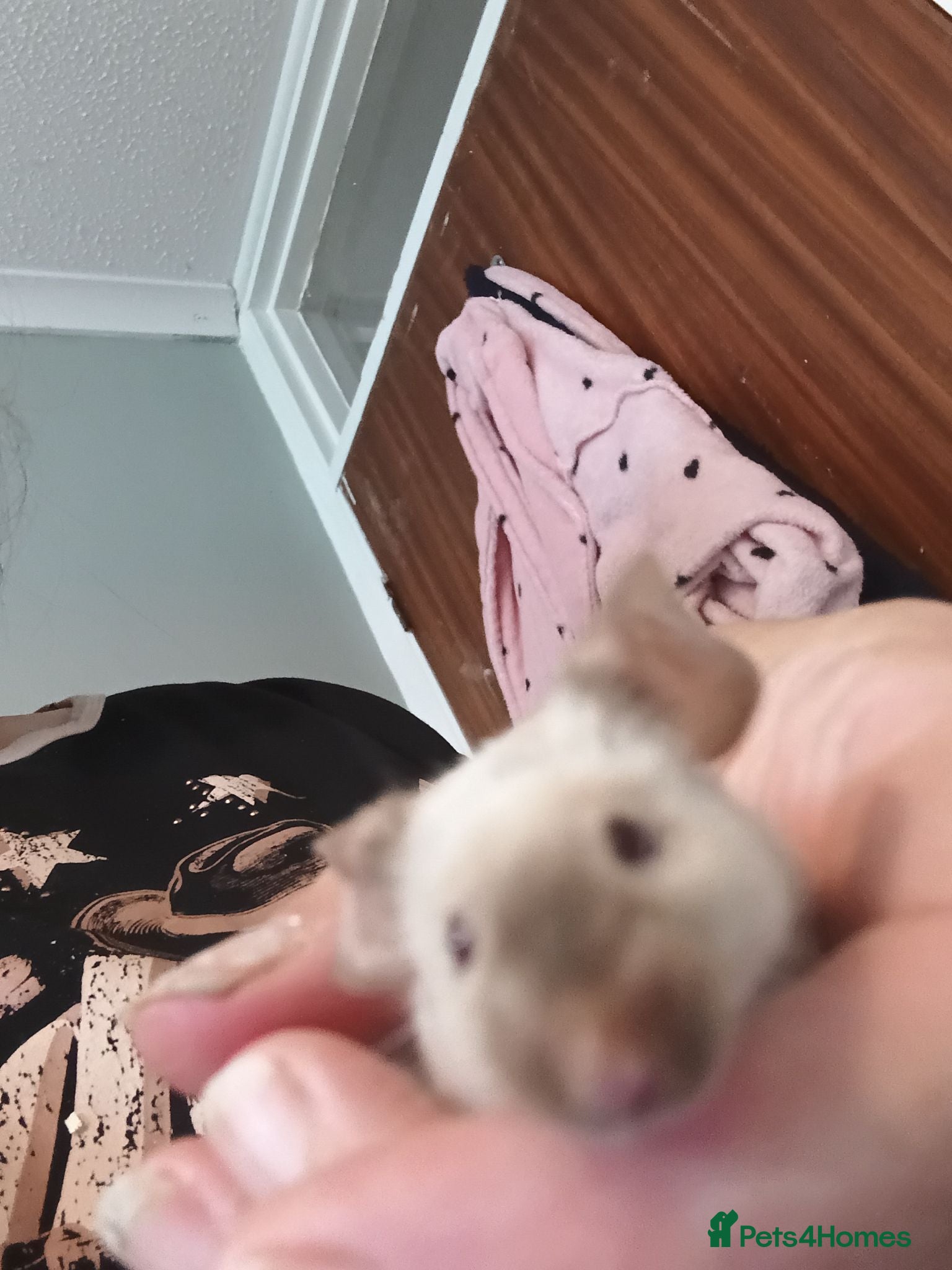 Mouse rodents Siamese Male mouse with cage appox 6months old  - Advert 11
