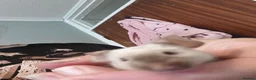 Mouse rodents for sale: Siamese Male mouse with cage appox 6months old  - Advert 1
