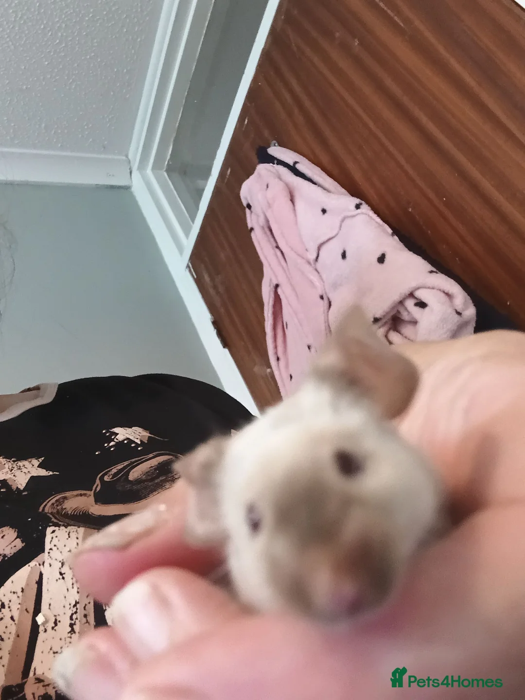Mouse rodents for sale: Siamese Male mouse with cage appox 6months old  - Advert 1