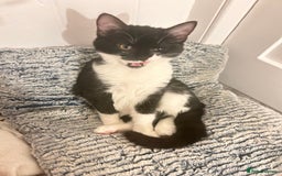 British Shorthair cats for sale: Need to rehome my little cat asap  - Image 5