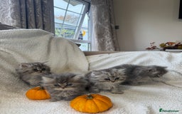Persian cats for sale: Stunning chinchilla Persian kittens - Image 2