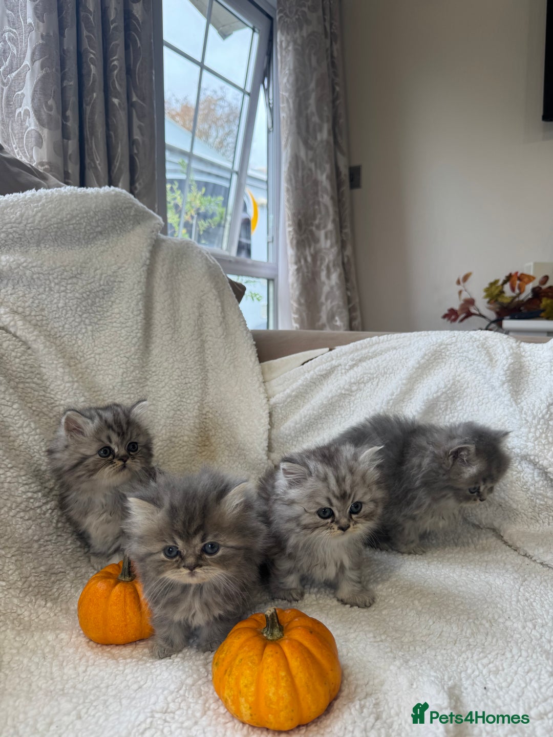 Persian cats for sale: Stunning chinchilla Persian kittens - Image 2