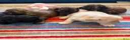 Shihpoo dogs for sale: Joanna Flynn  - Advert 19