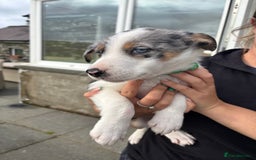 Border Collie dogs for sale: Ready to go! Beautiful Border Collie pup in Haverfordwest - Image 11