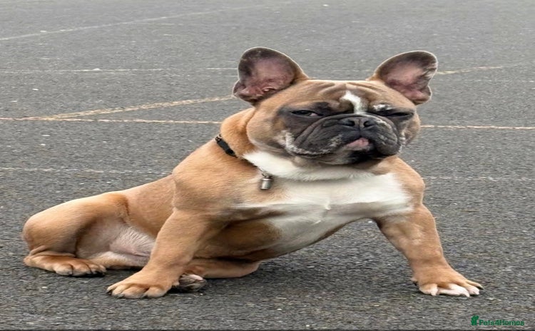 French Bulldog dogs - Advert 4