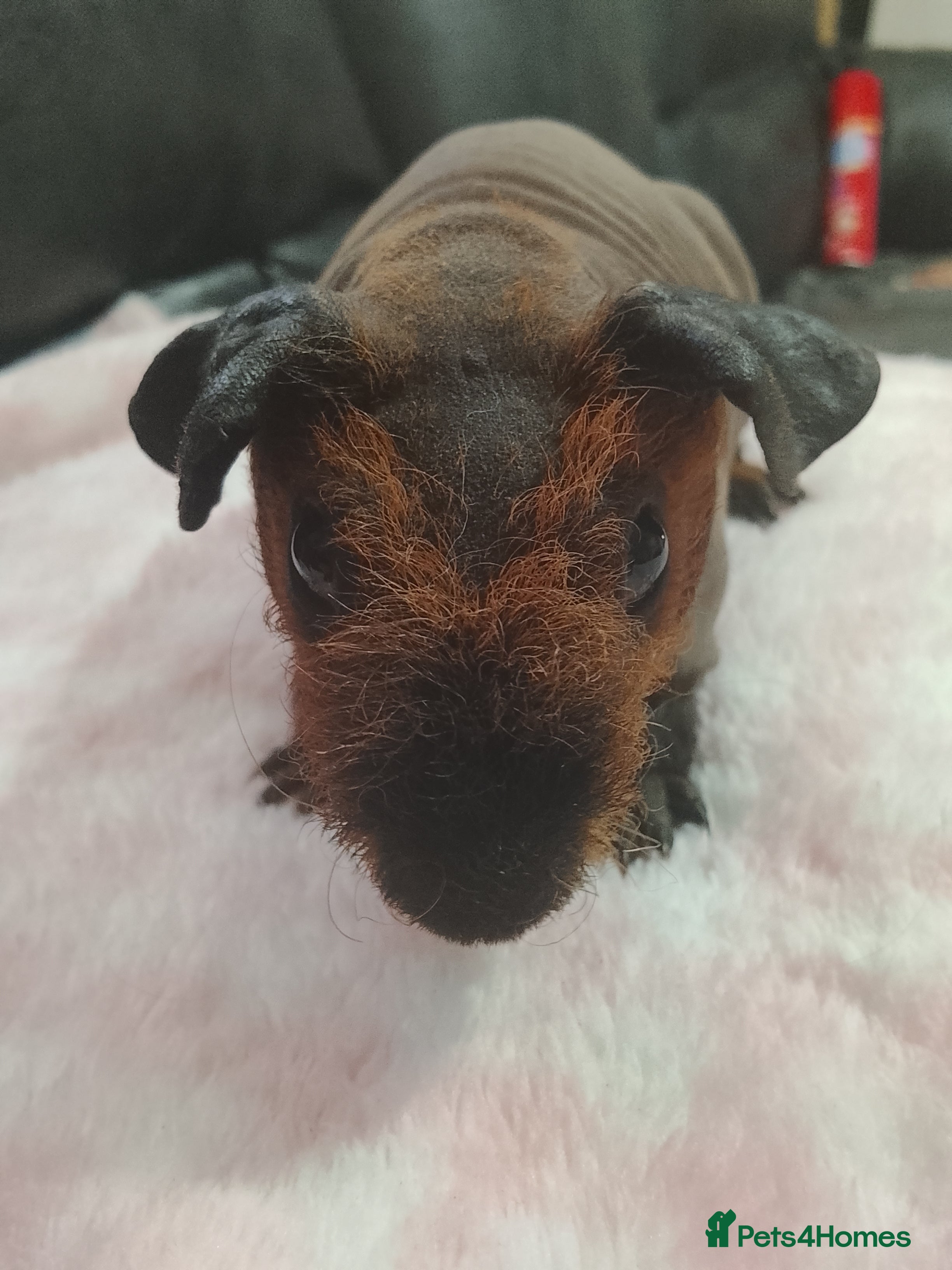 Guinea Pig rodents Cali marked skinny boar  - Advert 19