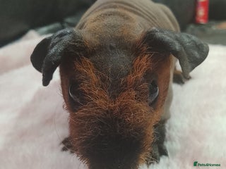 Guinea Pig rodents Cali marked skinny boar - Advert 14