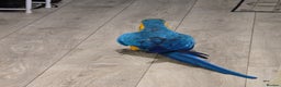 Macaws birds for sale: Female BNG MAcaw - Advert 2