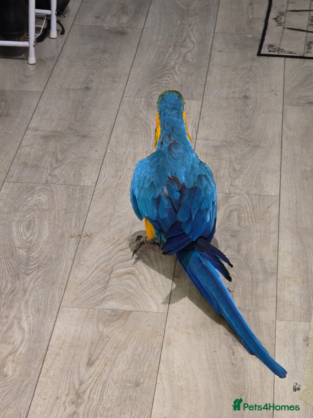 Macaws birds for sale: Female BNG MAcaw - Image 2