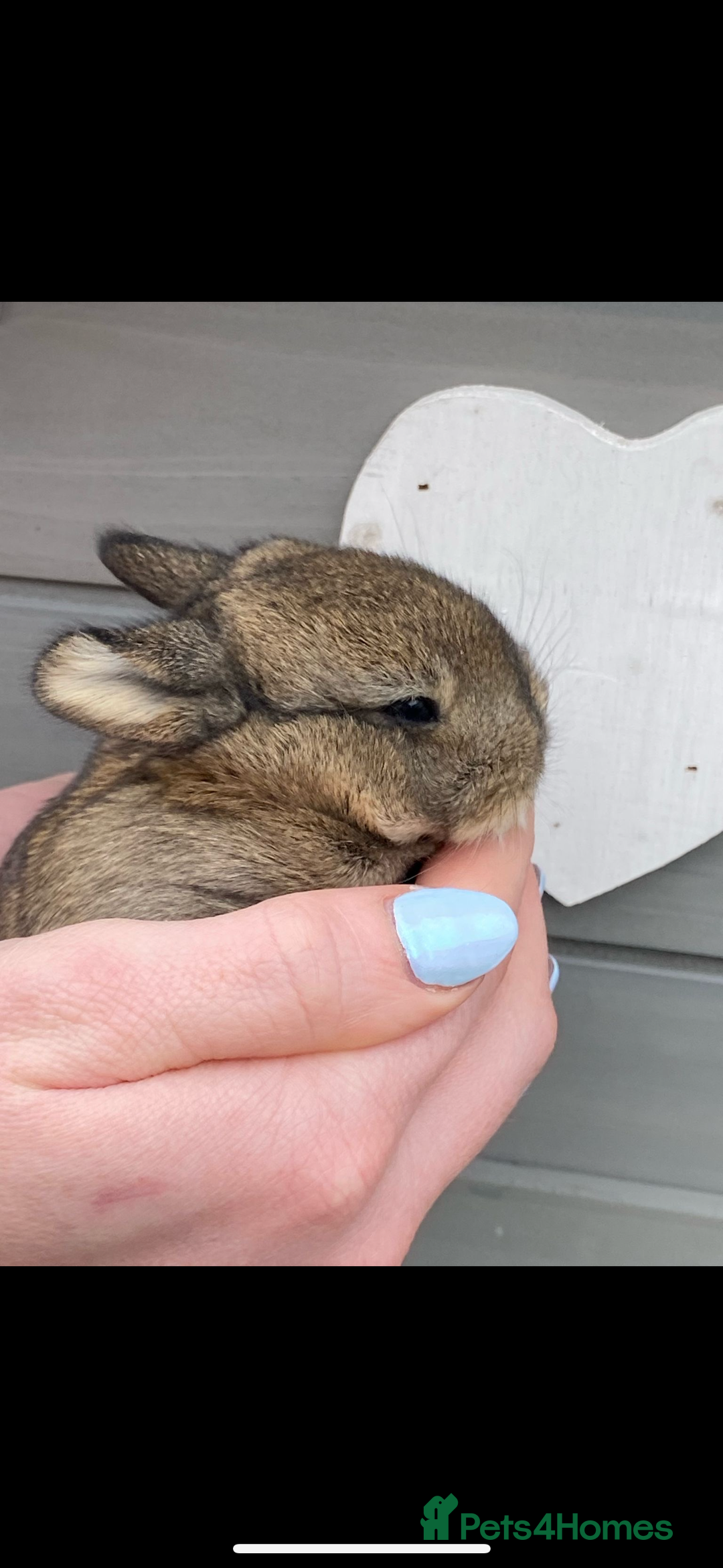 Netherland Dwarf rabbits for sale: Mini lop x Netherland dwarf rabbits for sale in Haverfordwest - Image 2