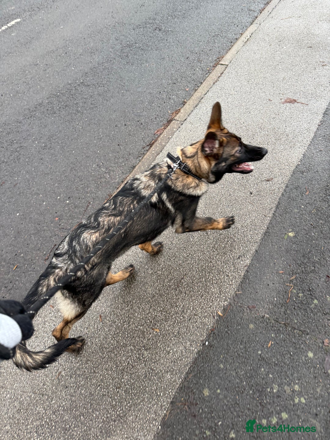 German Shepherd dogs for sale: Stunning Working line German Shepherd - Advert 8