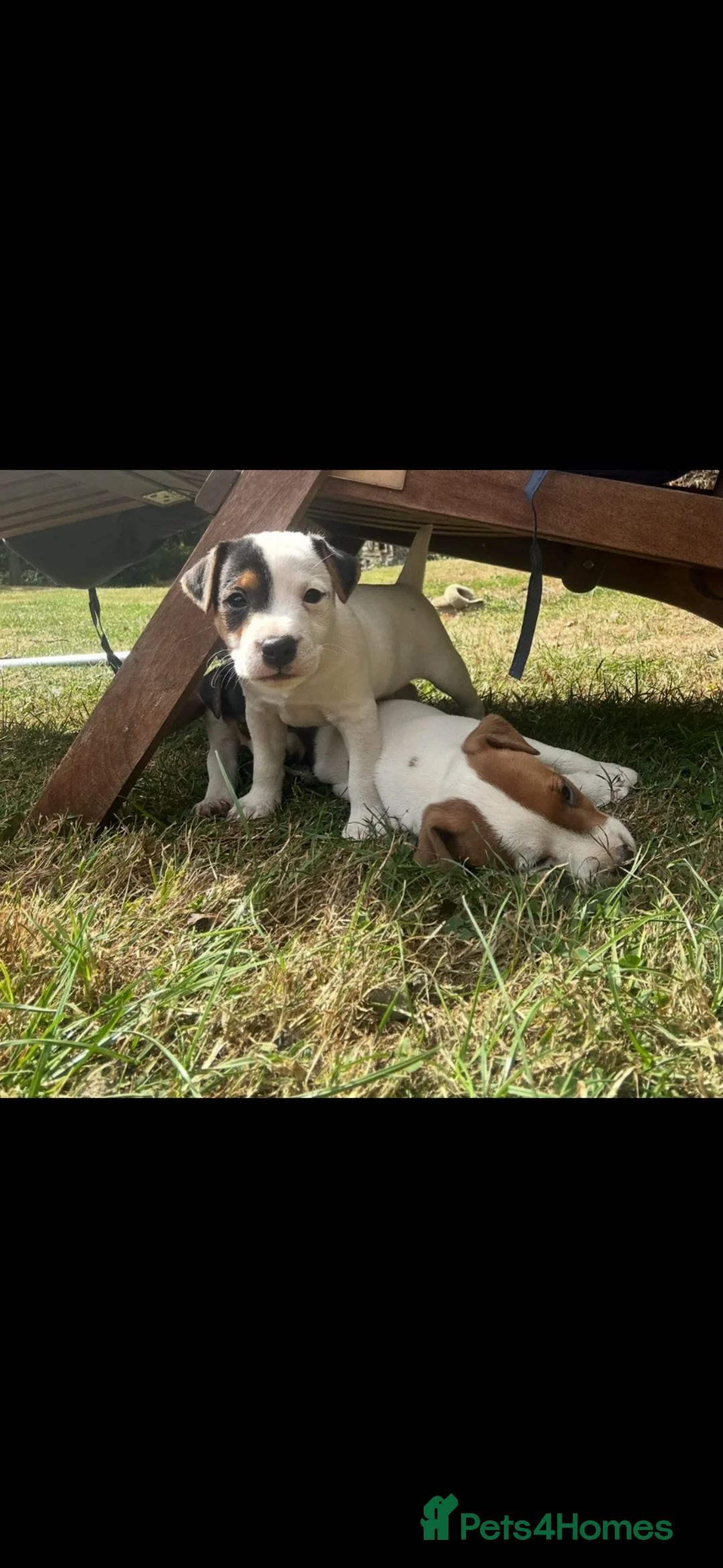 Jack Russell dogs for sale: Jack Russell puppy 1 male 9 weeks  - Advert 2