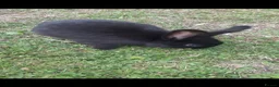 Mixed Breed rabbits for sale: Rabbits/Bunnies for adoption  in London - Advert 2