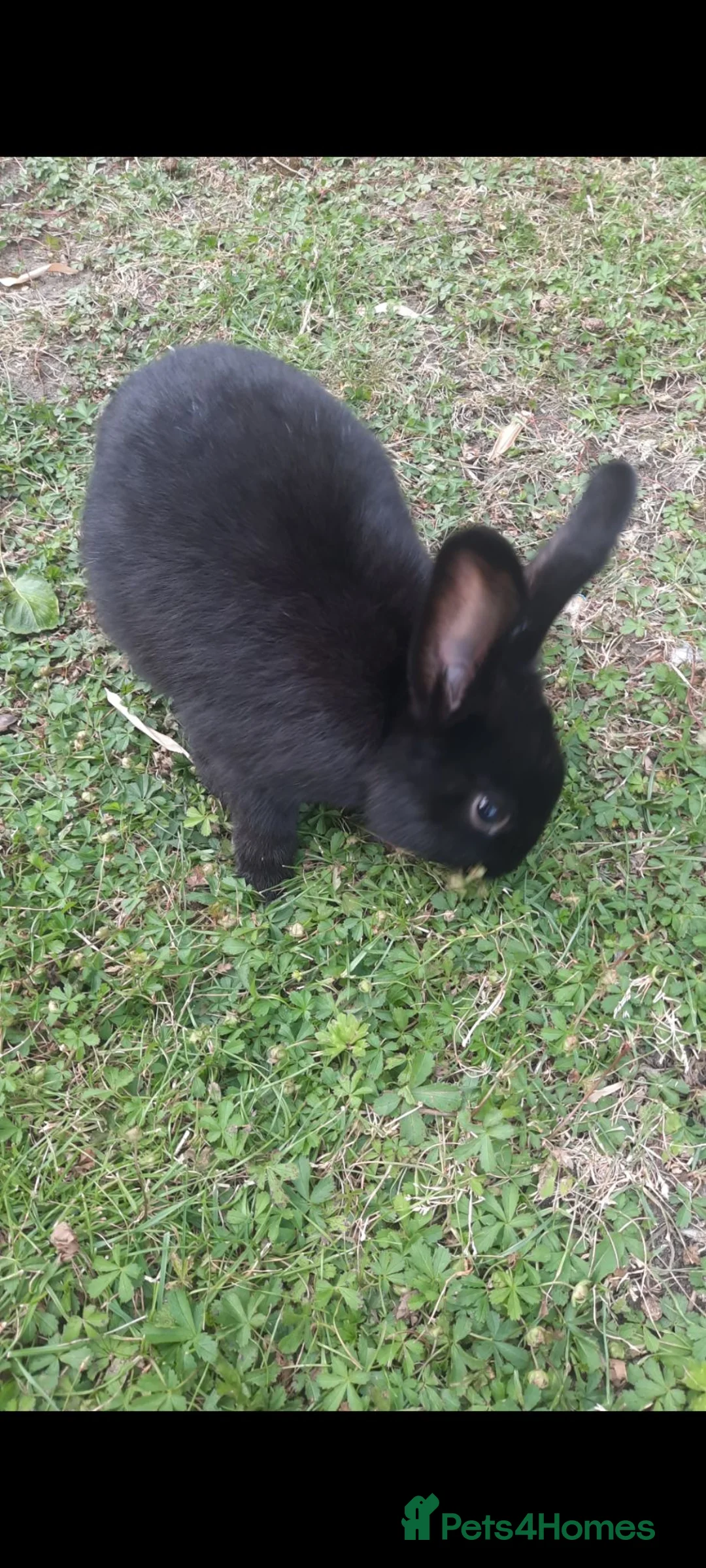 Mixed Breed rabbits for sale: Rabbits/Bunnies for adoption  in London - Advert 2