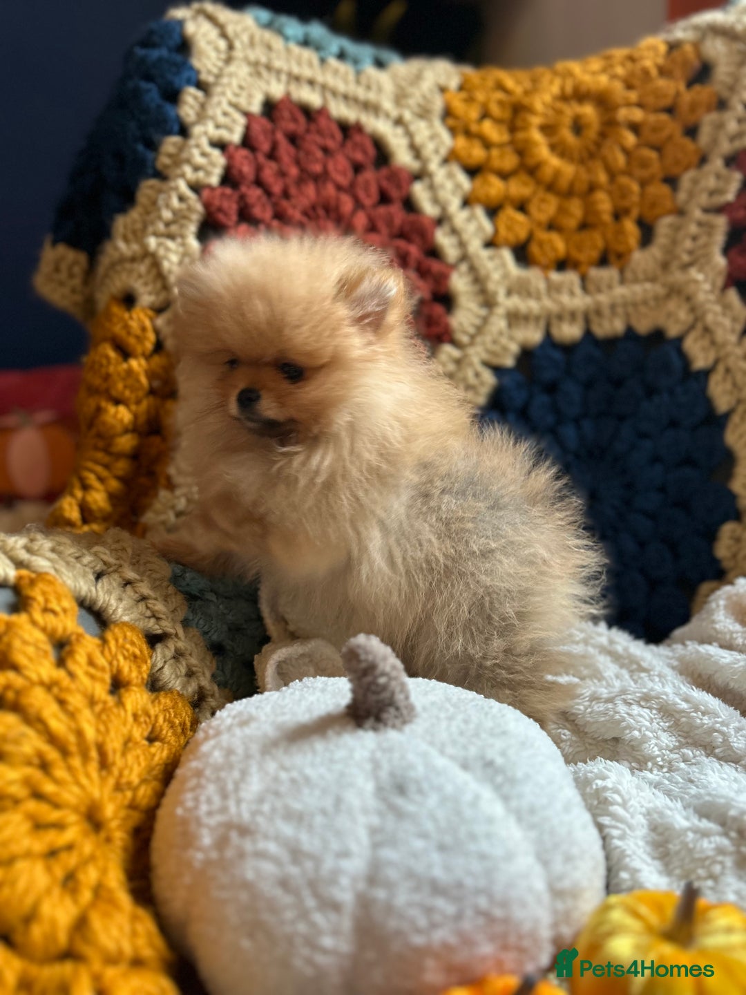 Pomeranian dogs for sale: Fabulous Pomeranian Girl Puppies  - Image 9