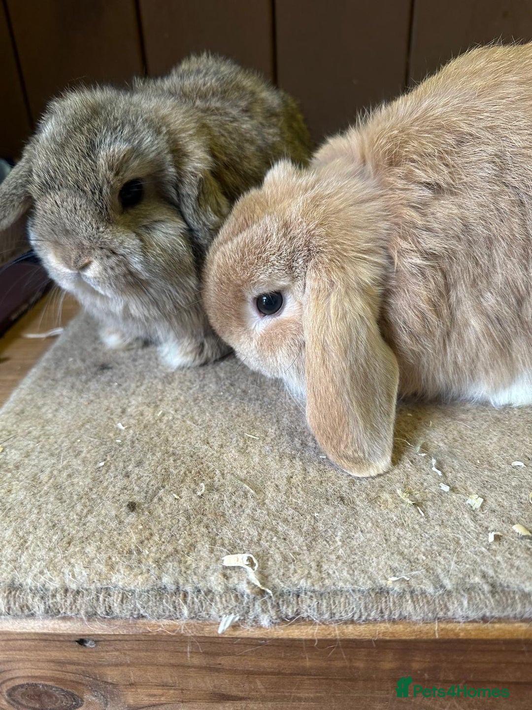 Dwarf Lop rabbits for sale:  Dwarf lop brothers - Advert 1