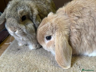 Dwarf Lop rabbits Dwarf lop brothers - Advert 2