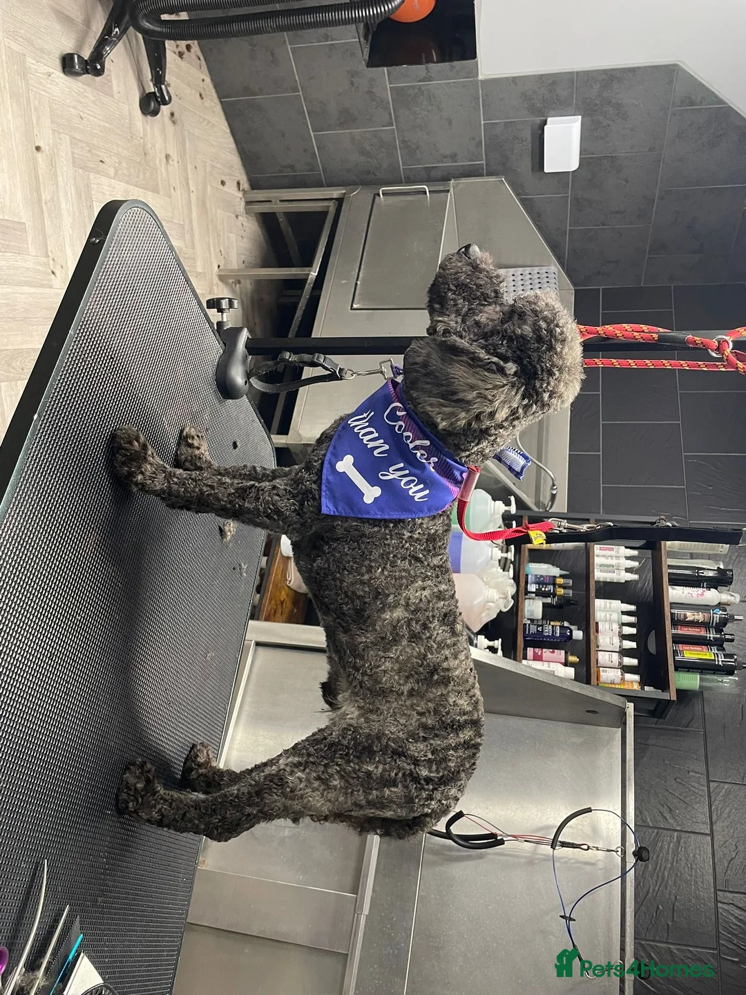 Miniature Poodle dogs for sale: Boy Mini poodle  - Advert 2