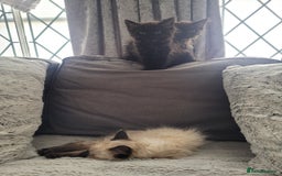 Ragdoll cats for sale: Stunning Radoll/Bengal MIx - Image 3