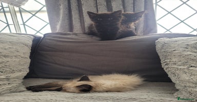Ragdoll cats - Advert 2