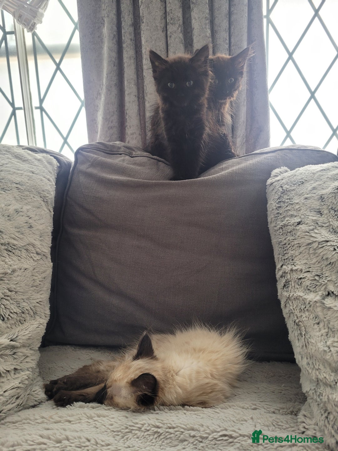 Ragdoll cats for sale: Stunning Radoll/Bengal MIx - Image 3