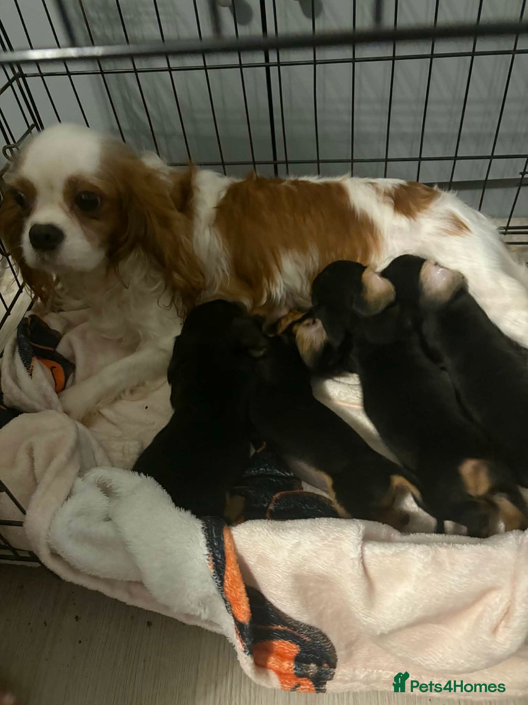 Mixed Breed dogs for sale: Beautiful dashaliers  - Advert 7