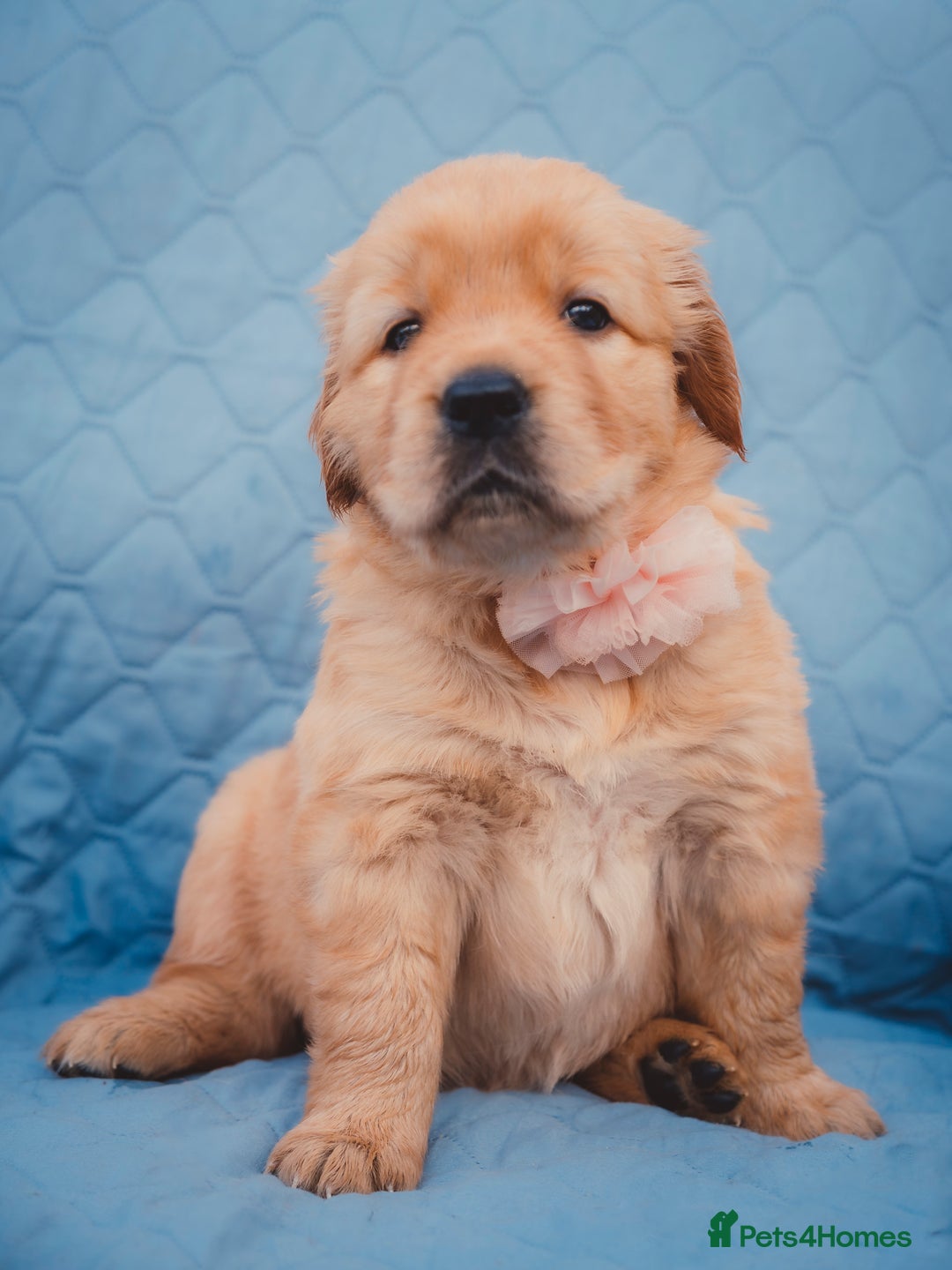 Golden Retriever dogs for sale: Golden Retriever Puppies KC Dad  - Image 24