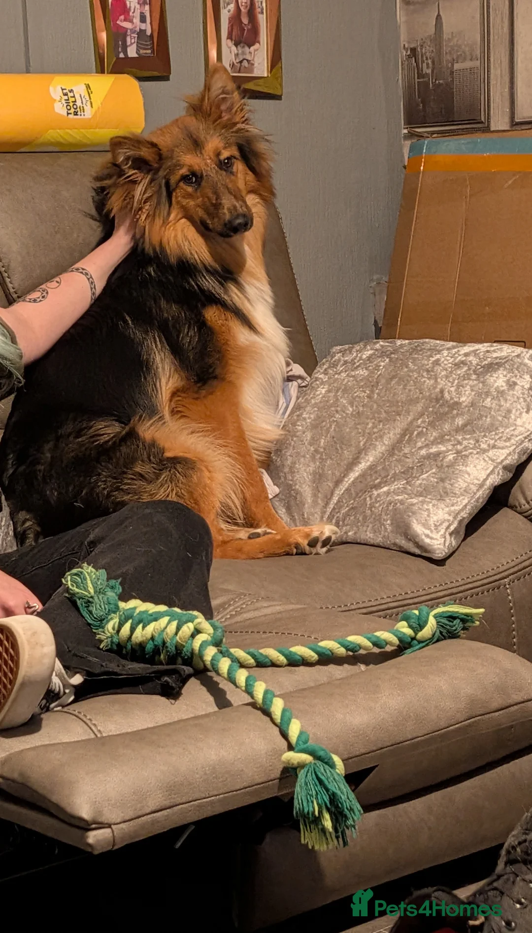 Mixed Breed dogs for sale: German Shepherd cross Rough Collie for a good home in Bridgend - Advert 2